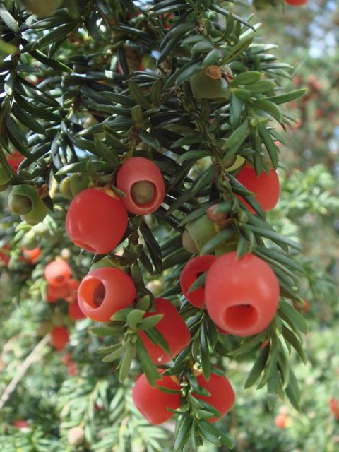 Taxus baccata fruit